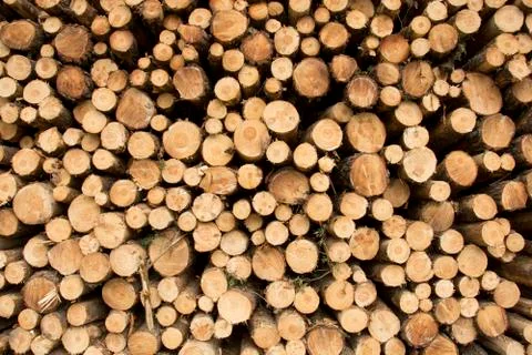 Treetrunks Stock Photos