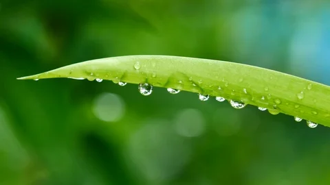 Treewater Stock Footage 117430933