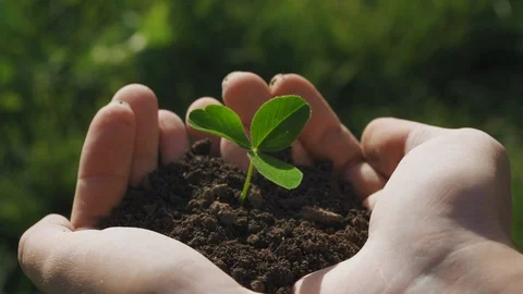 Trefoil grows up from the ground in the hands Stock Footage 107513779
