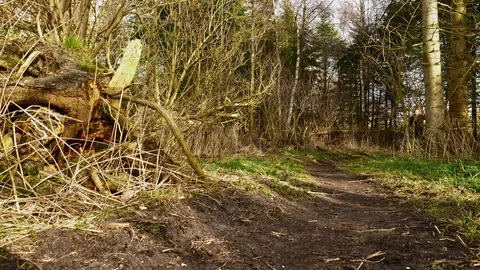 Trek running in the forest Stock-Footage 105062423