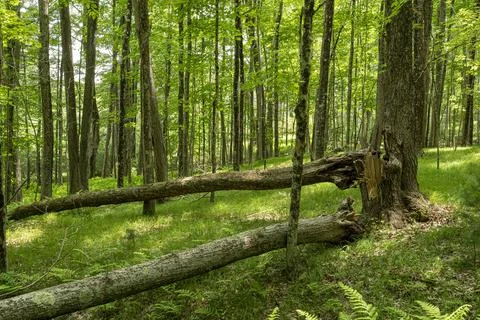 Trek in to the wilderness  on a spring day Foto stock