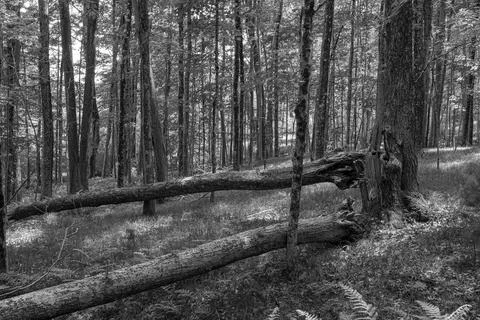 Trek in to the wilderness  on a spring day Stock Photos