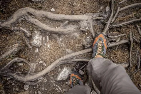 A trekker walking long a path in the forest Stock Photos