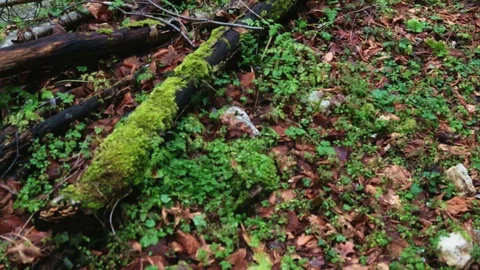 Trekker walking on the path Stock Footage 128319955