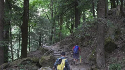 Trekkers hike through a dark forest on a trail where sunlight barely reaches Video stock 280263650