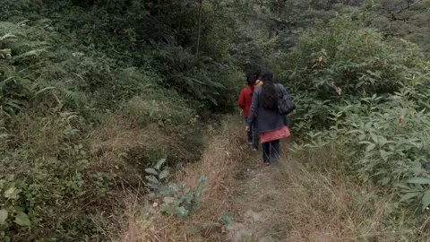 Trekkers trekking through the dense rainforest of Himalayan region of India Stock Footage 165618248