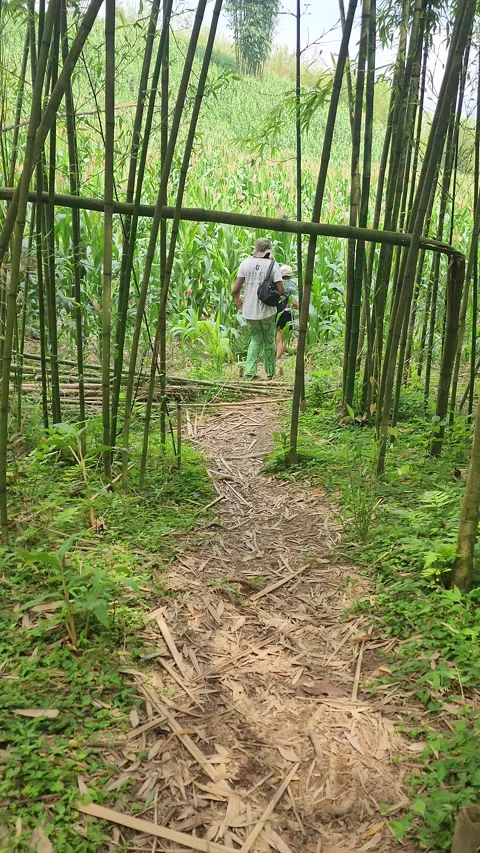 Trekkers Walking Through Bamboo Forest – Sapa, VIETNAM – 2024/06/04 Stock Footage 319794640