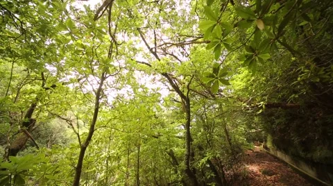 Trekking along the so called Levada on the island of Madeira Stock Footage 58628543