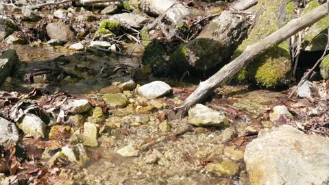  trekking boots making a step throughthout the mountain stream and beagle Stock Footage 155437870