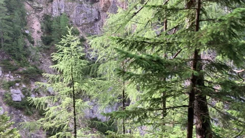 Trekking in the forest. Looking at a rocky mountain through the trees Stock Footage 204102267