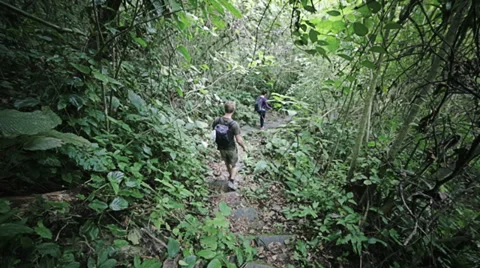 Trekking in the jungle Stock Footage 33995135