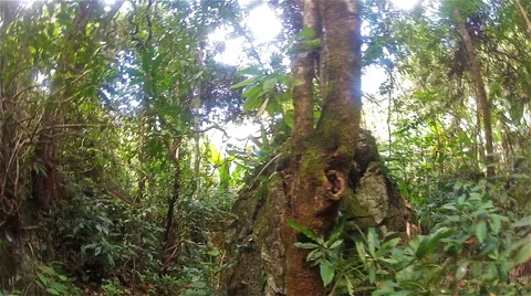 Trekking in the jungle Stock Footage 49691321