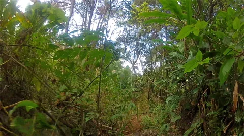 Trekking in the jungle2 Stock Footage 49692002