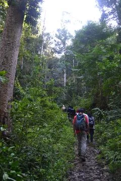 Trekking in a Lush Forest Stock Photos