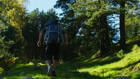 Trekking man with a backpack got lost in the wild forest Stock Footage 201415763
