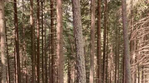Trekking in mountain, walking in the woods. Stock Footage 219250600