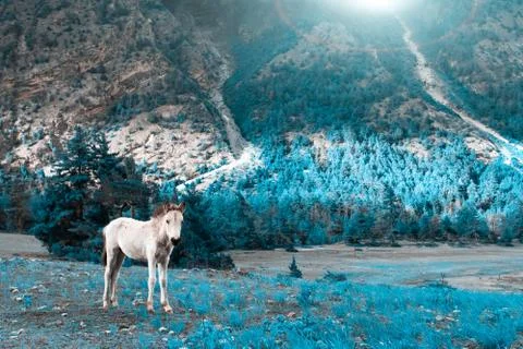 Trekking in Nepal Stock-Fotos
