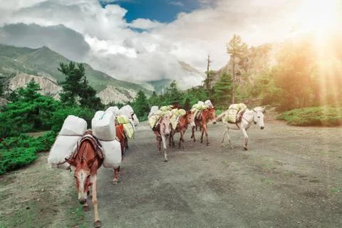 Trekking in Nepal Stockfoto's
