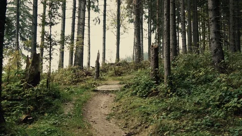 Trekking or walking on  forest trail through the trees in mountain landscape Stock Footage 110810949