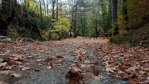 Trekking path in forest, su01 Stock Footage 106492382