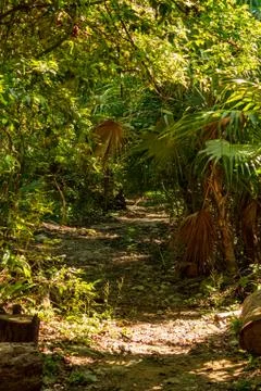 Trekking path in the rainforest. Stock Photos