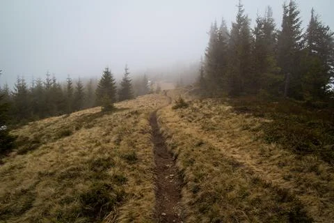 Trekking path through spruce forest landscape photo Stock Photos