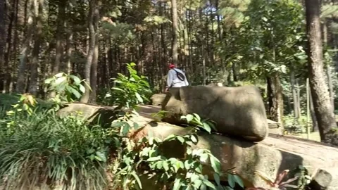 Trekking up pine forest Stock Footage 276703378