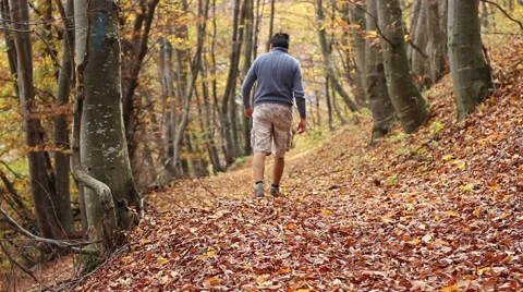 Trekking Through Autumn Forest Stock Footage 46128675
