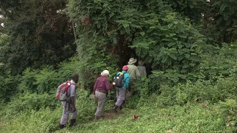 Trekking through jungle - Uganda Video stock 84618772