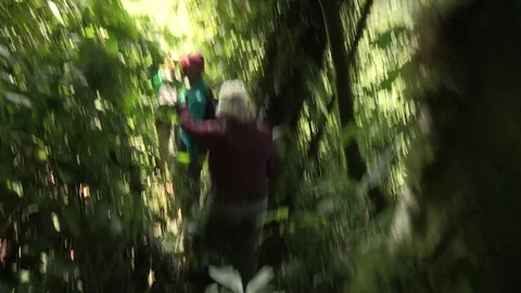 Trekking through jungle - Uganda Stock Footage 84619400