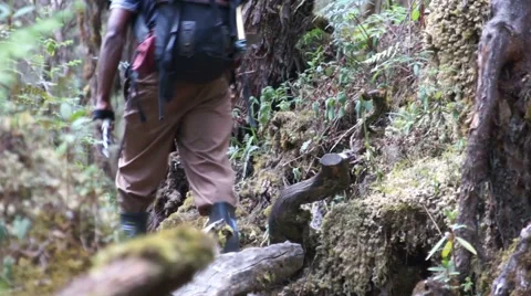 Trekking through the jungle when climbing Kilimanjaro Stock Footage 62890486