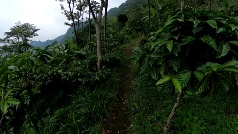 Trekking on a tropical forest trail Stock Footage 278963181