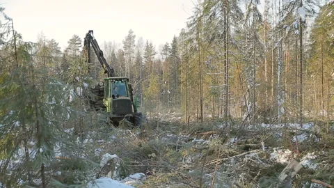 Trelevochnik logging in winter, moves through the woods Video stock 87016272