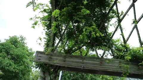 Trellace Covered Pathway Pan Underneath 스톡 동영상 130282776