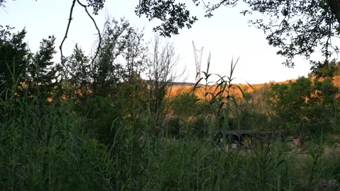 Trellis in background with thick vegetation in foreground at golden hour Stock Footage 154901459