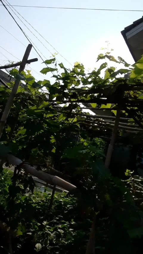 Trellis with Climbing Green Plants Stock Footage 331420409