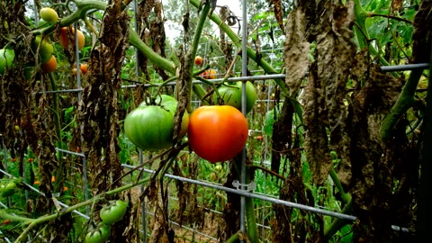 Trellis made from cattle panels full of withering tomatoes Video stock 331829038