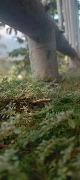 Trellis Stock Photos