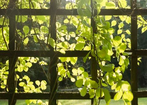 Trellis with plants Stock Photos
