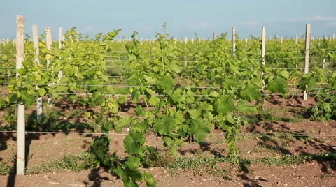 Trellis Vineyard Stock-Footage 52369772