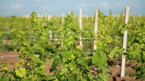 Trellis Vineyard Stock Footage 52507268