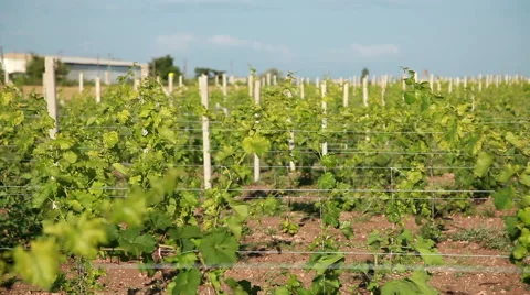 Trellis Vineyard Stock Footage 53124315
