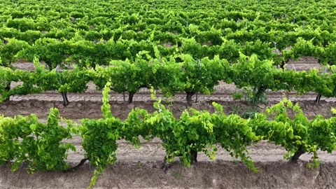 Trellised grapevine rows stretch in neat parallel lines across rich Central Stock Footage 338185540