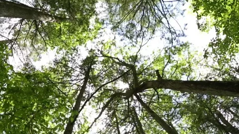 Treman State Park Trees Swaying in Sunlight, Ithaca, New York Stock-Footage 141944222