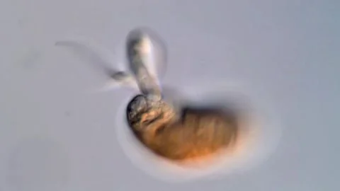 Trematode Fluke Larvae Seen under Light Microscope 스톡 동영상 317227139