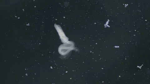 Trematode parasitic worm is escaping leaving parent body microscopical Vidéo 219468673