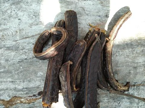 Trembesi Fruit 1 Stock Photos