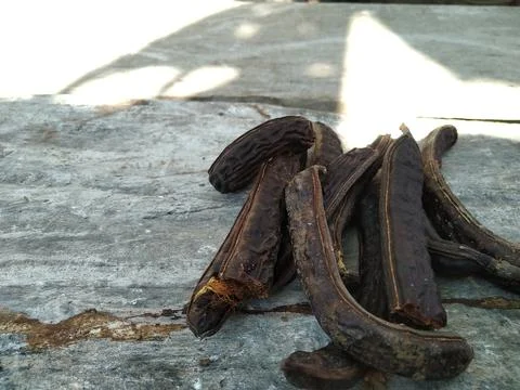 Trembesi Fruit 3 Stock Photos