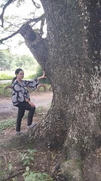 Trembesi tree 스톡 사진