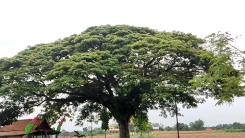 Trembesi Tree View In Pati, Central Java Indonesia Stock Footage 215900340
